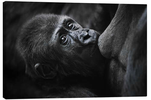 Canvas print Sweet baby gorilla on mother's breast