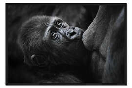 Gerahmter Kunstdruck Süßer Baby-Gorilla an Mutters Brust