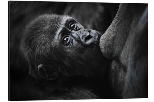 Gallery print Sweet baby gorilla on mother's breast