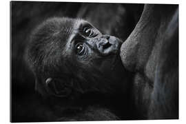 Gallery print Sweet baby gorilla on mother&#039;s breast