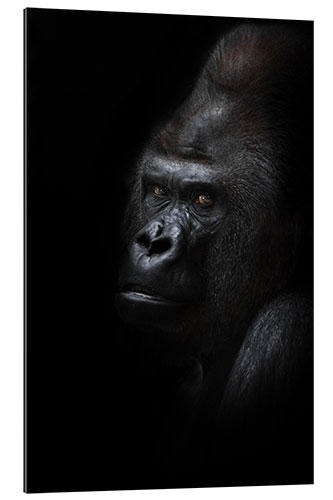 Quadro em plexi-alumínio Mighty male gorilla