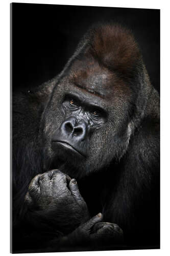 Akryylilasitaulu Pensive Gorilla