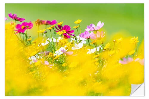 Wandsticker Wildblumenwiese mit Schmuckkörbchen