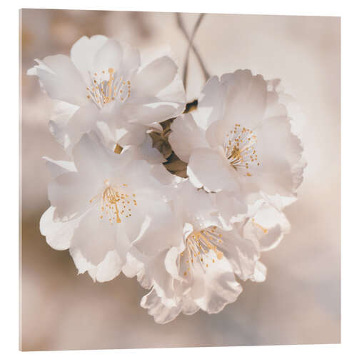 Quadro em acrílico Spring blossoms in sepia