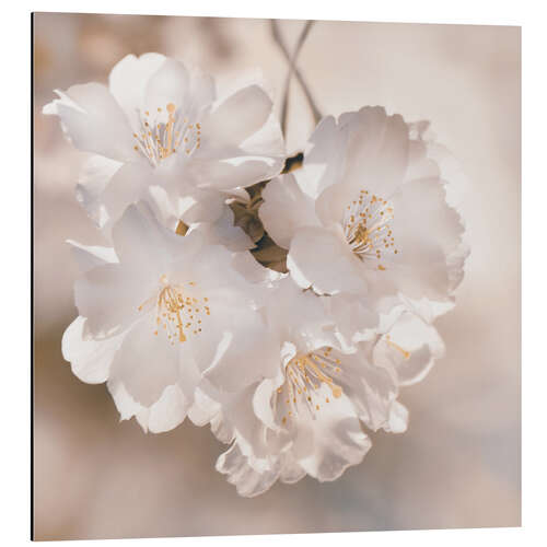 Aluminium print Spring blossoms in sepia