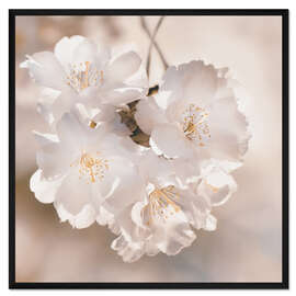 Gerahmter Kunstdruck Frühlingsblüten in Sepia