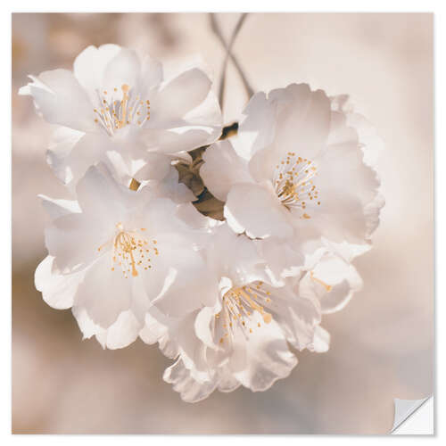 Wall sticker Spring blossoms in sepia