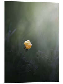 Acrylic print Cloudberry