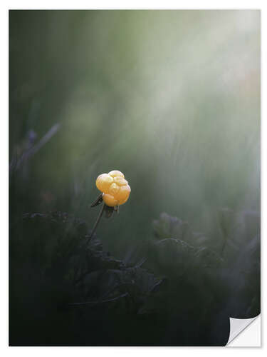 Vinilo para la pared Cloudberry