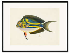 Gerahmter Kunstdruck Sammlung tropischer Fische I