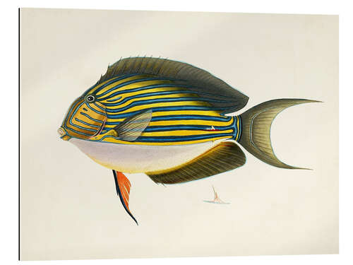 Gallery print Tropical Fish Collection I