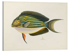 Magnettafel Sammlung tropischer Fische I