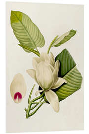 Foam board print Magnolia Flowers II