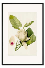 Gerahmter Kunstdruck Magnolie II