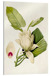 Gallery print Magnolia Flowers II