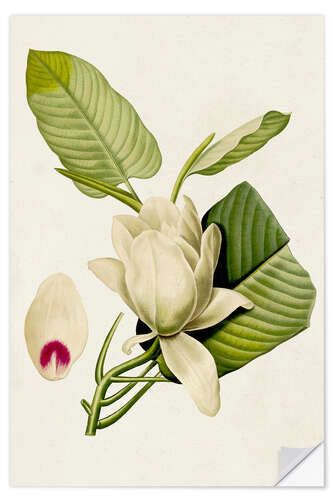 Selvklæbende plakat Magnolia Flowers II