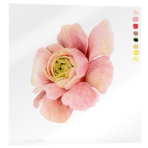 Cuadro de metacrilato Ranunculus Study II