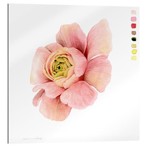 Galleritryk Ranunculus Study II