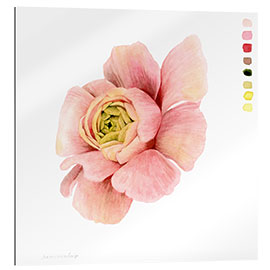 Galleritryk Ranunculus Study II