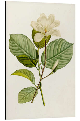 Aluminium print Magnolia Flowers I