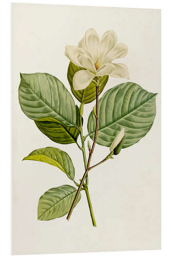 Foam board print Magnolia Flowers I