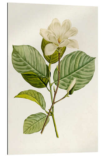 Gallery print Magnolia Flowers I