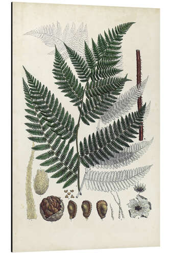 Cuadro de aluminio Collected Ferns I