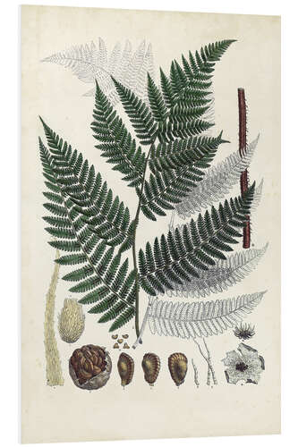 Foam board print Collected Ferns I