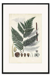 Gerahmter Kunstdruck Gesammelte Farne I