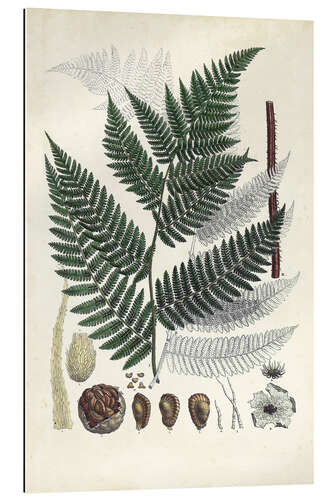 Gallery print Collected Ferns I