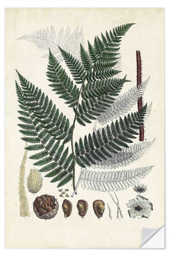 Sticker mural Collected Ferns I