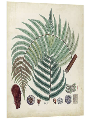 PVC-tavla Collected Ferns II