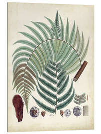 Gallery print Collected Ferns II