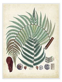 Poster Collected Ferns IV