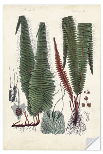 Wall sticker Collected Ferns III