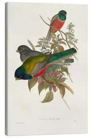 Canvas print Elegant Trogons VII