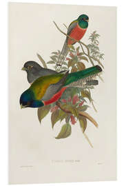 Foam board print Elegant Trogons VII