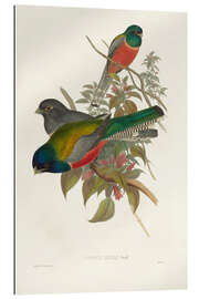 Gallery print Elegant Trogons VII