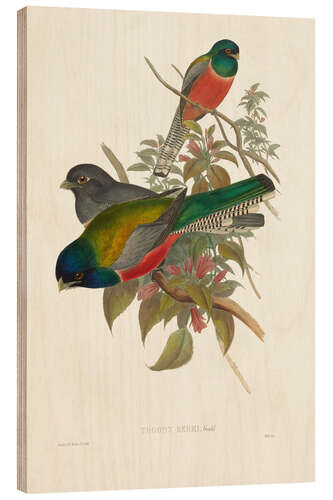 Wood print Elegant Trogons VII