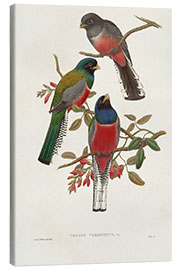 Canvas print Elegant Trogons IX