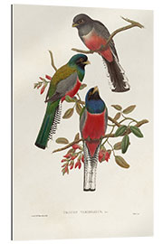 Gallery print Elegant Trogons IX