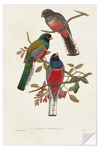 Wall sticker Elegant Trogons IX