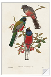 Selvklebende plakat Elegant Trogons IX