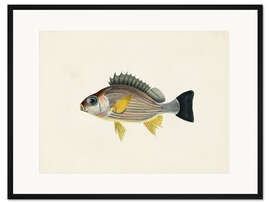 Gerahmter Kunstdruck Sammlung tropischer Fische II