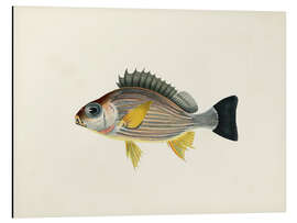 Magnettafel Sammlung tropischer Fische II