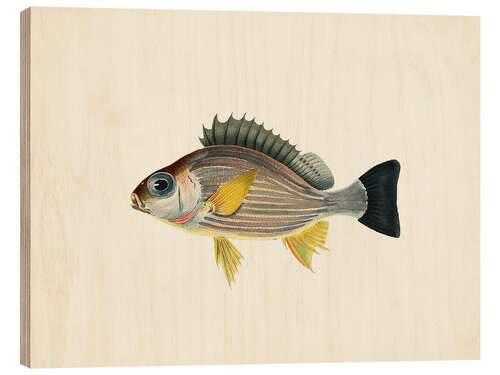 Wood print Tropical Fish Collection II