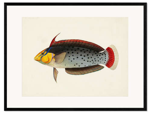 Inramat konsttryck Tropical Fish Collection III