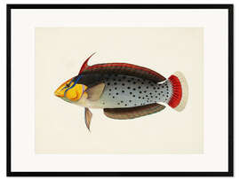 Inramat konsttryck Tropical Fish Collection III