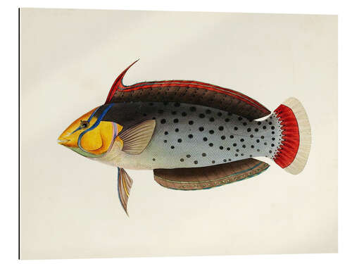 Galleritryck Tropical Fish Collection III