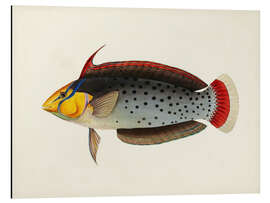 Magnettafel Sammlung tropischer Fische III